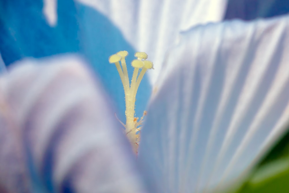 white flower with green stem