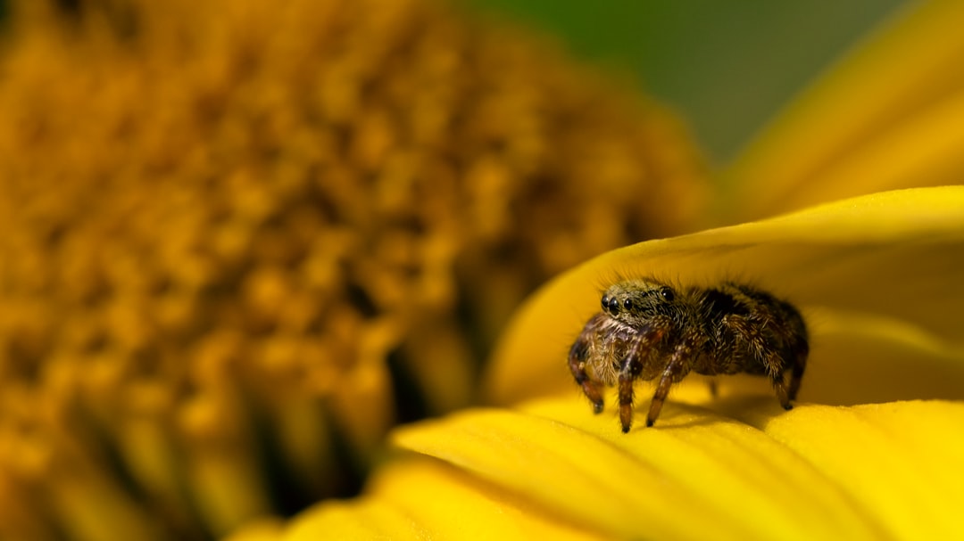 brown spider on yellow flower