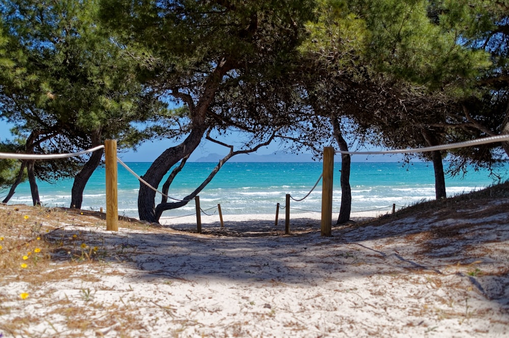 brown wooden beach dock near green trees during daytime