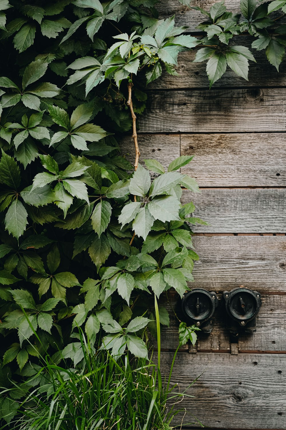 green plant on brown wooden fence