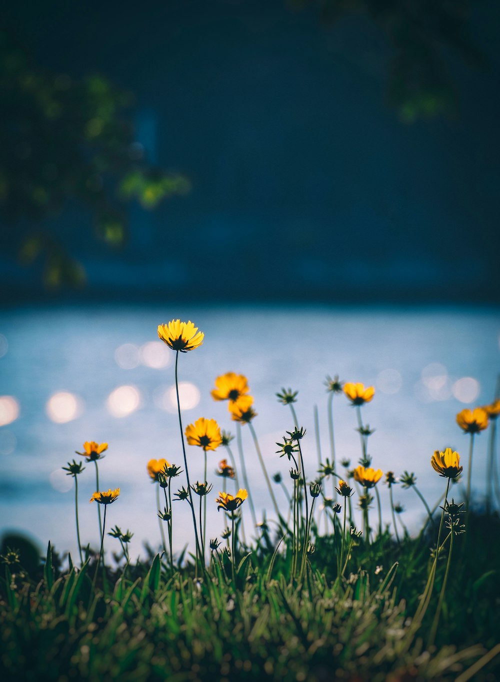 white and yellow flowers near body of water during daytime