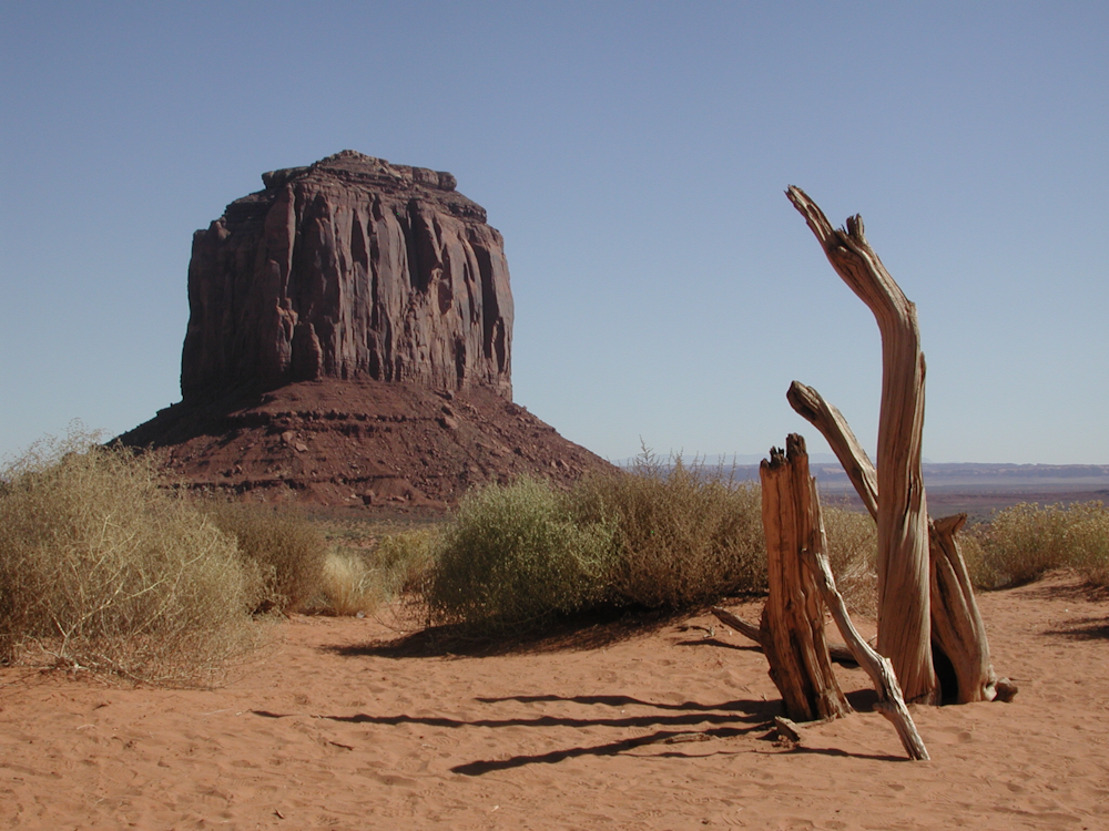 brown tree trunk on brown sand during daytime