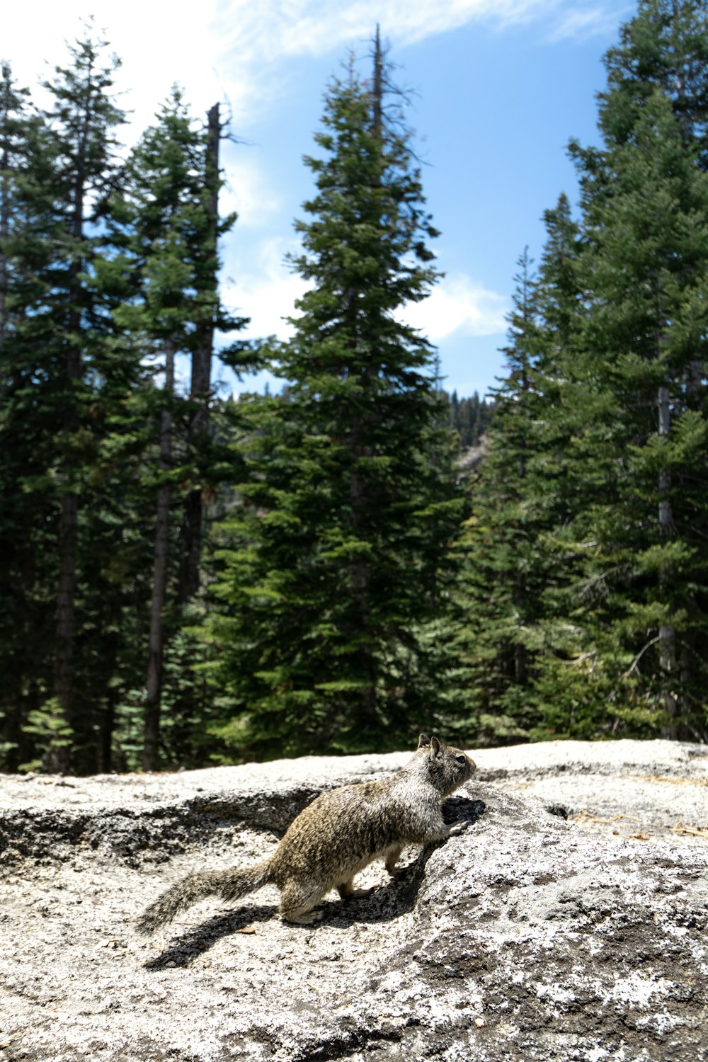 brown and black animal on brown soil near green trees during daytime