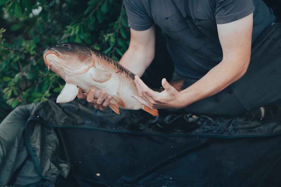 person holding silver and red fish