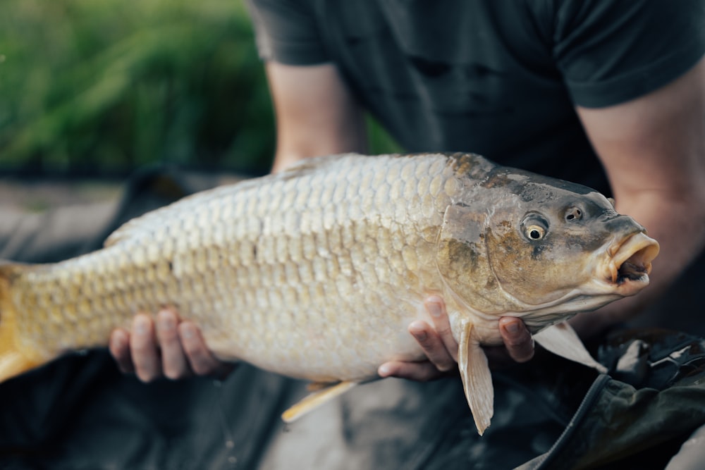 person holding yellow fish during daytime