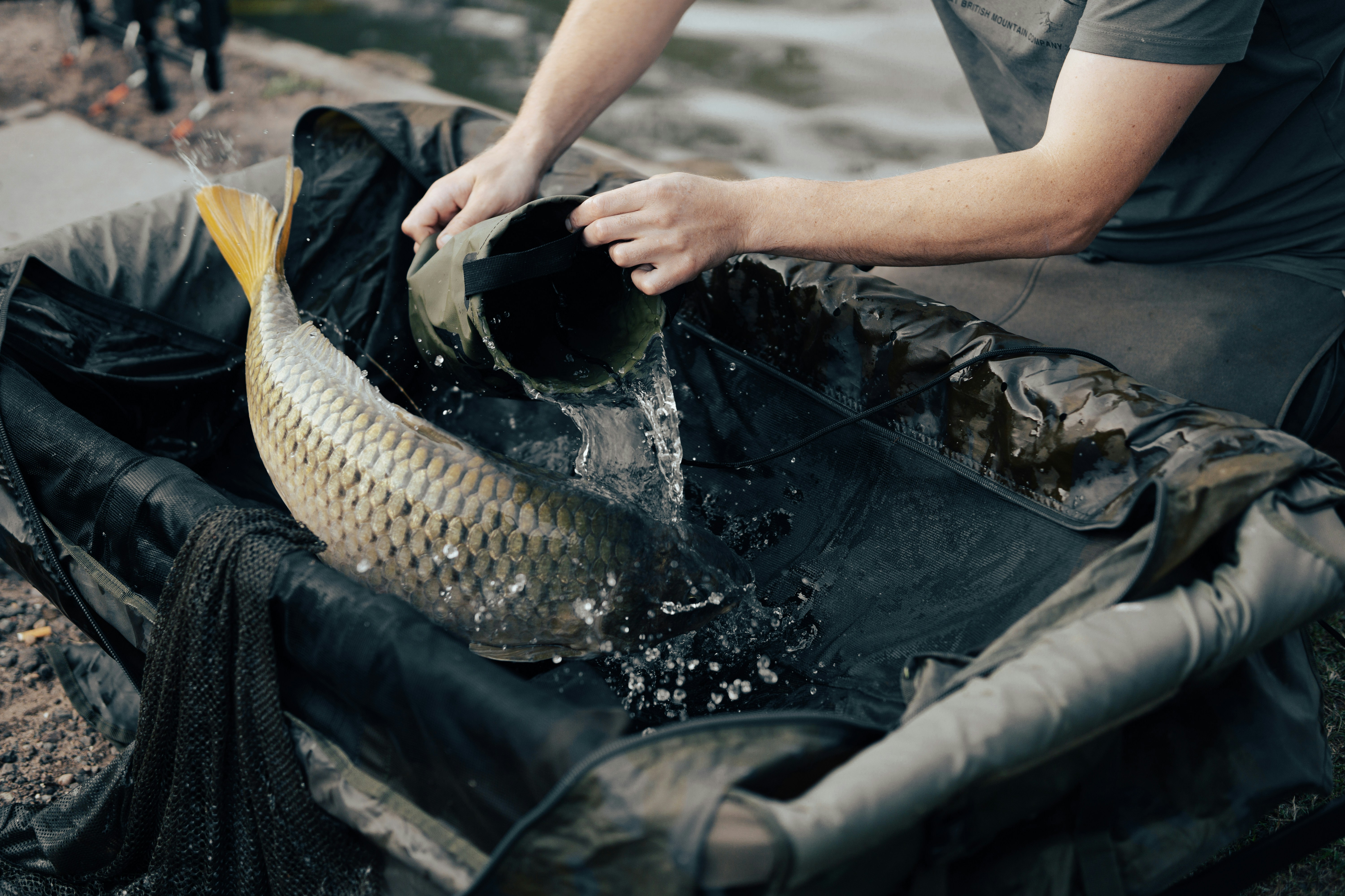 person holding black and silver fish
