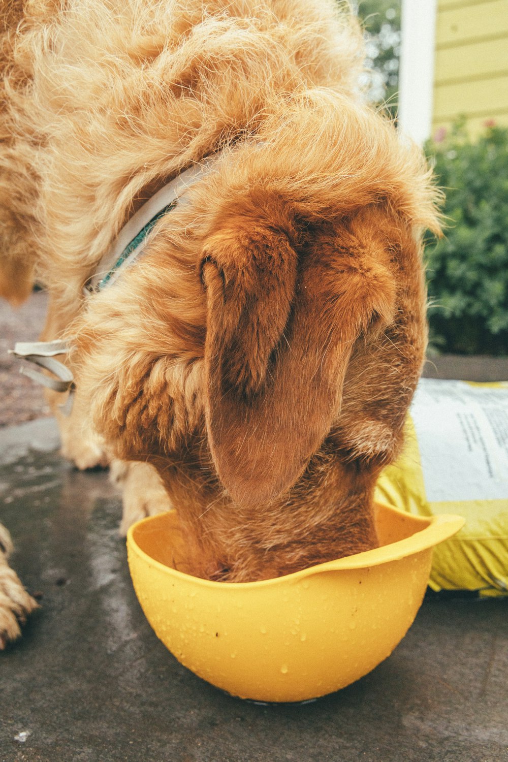 brown short coated dog in yellow plastic basin
