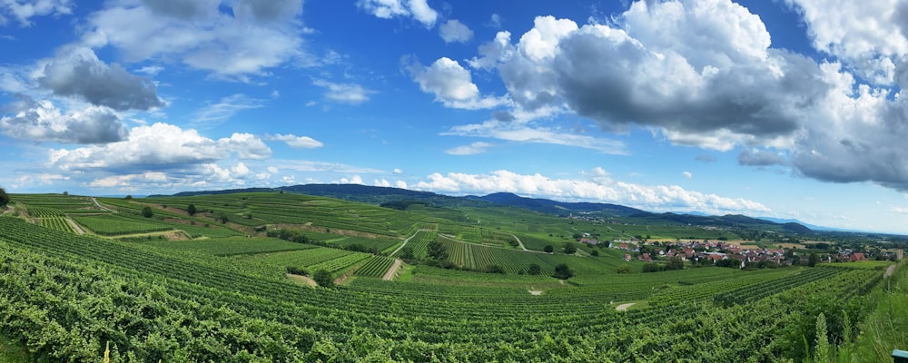 Champ d’herbe verte sous le ciel bleu pendant la journée