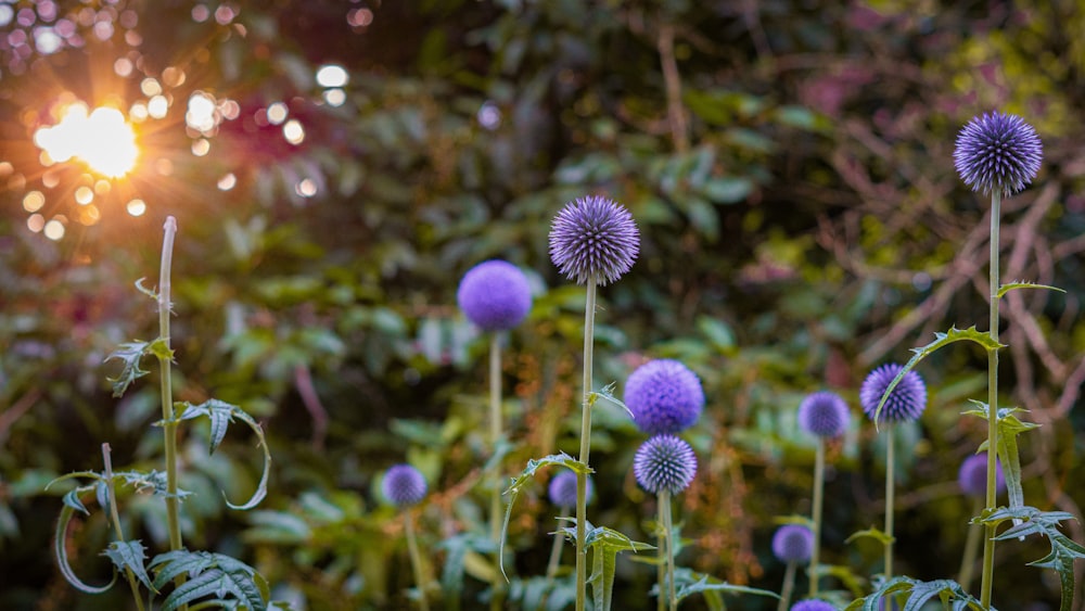 purple flower in tilt shift lens