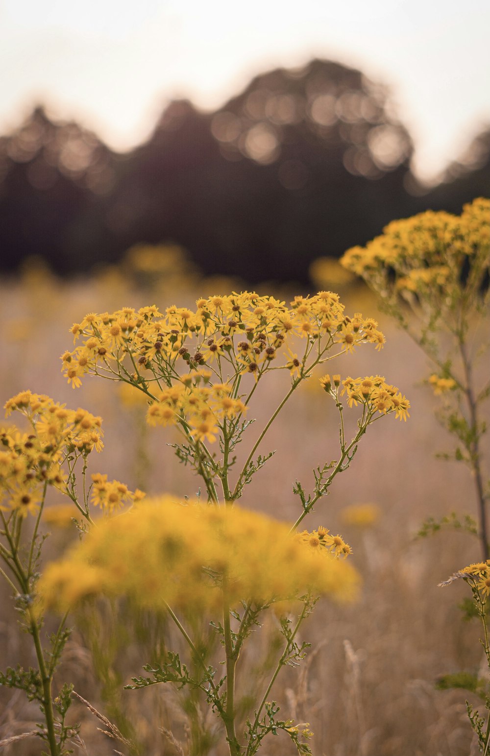 yellow flowers in tilt shift lens