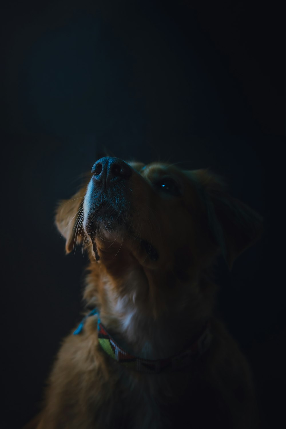 brown short coated dog with blue collar