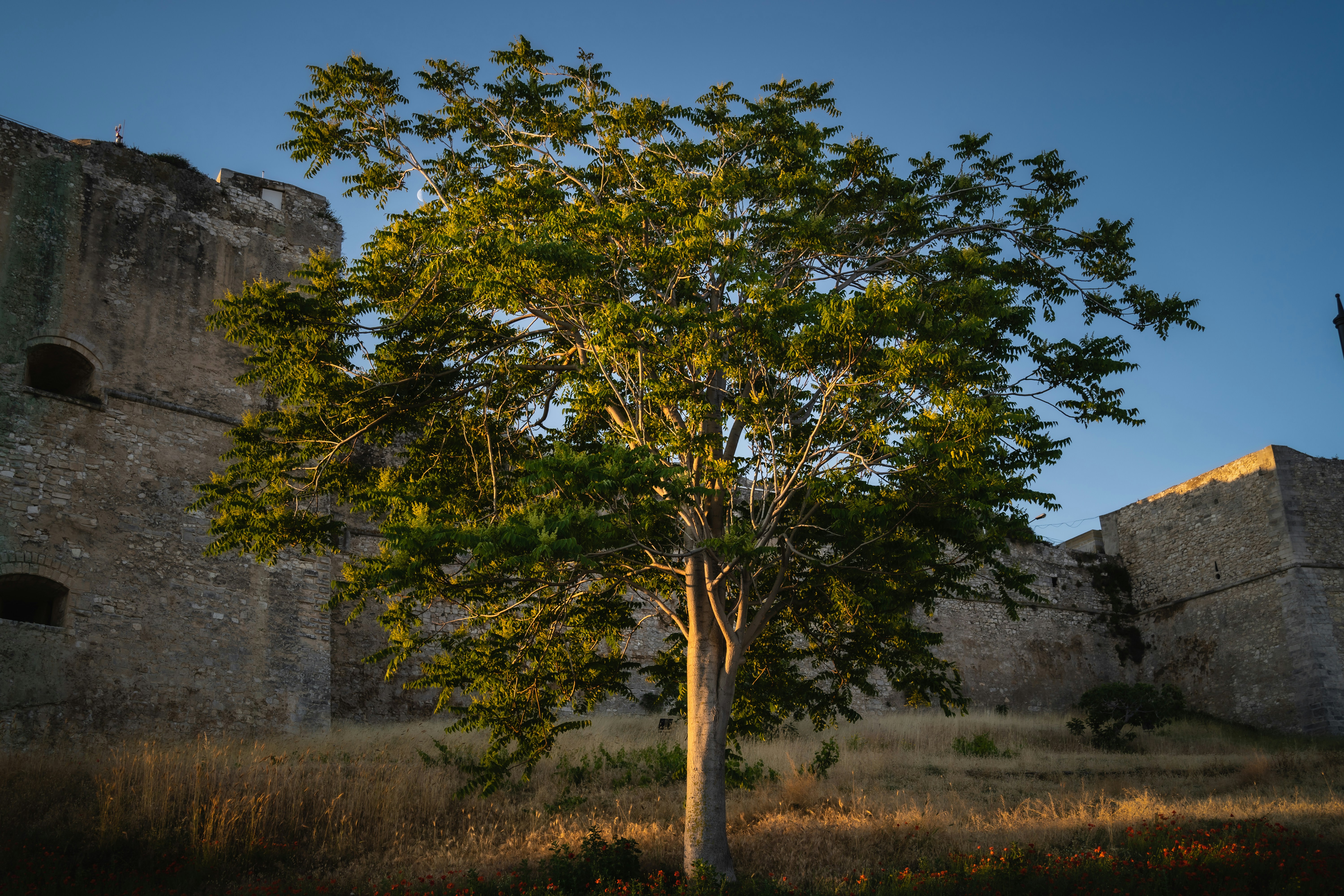 green tree on green grass field during daytime