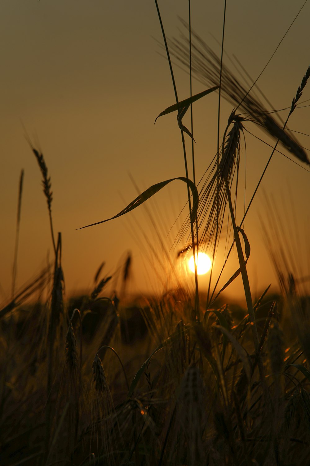 silhouette of grass during sunset