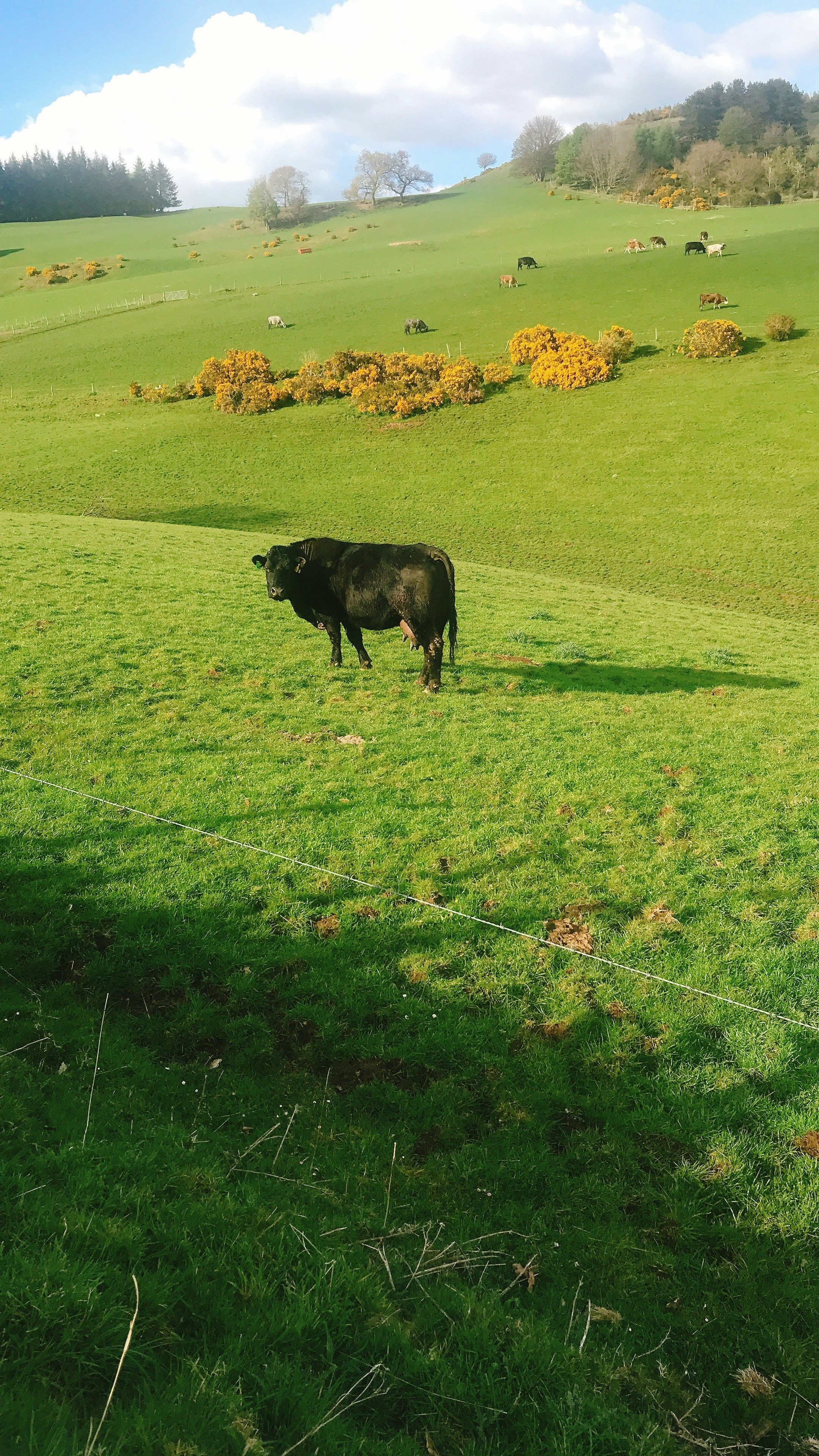 vache noire sur le champ d’herbe verte pendant la journée