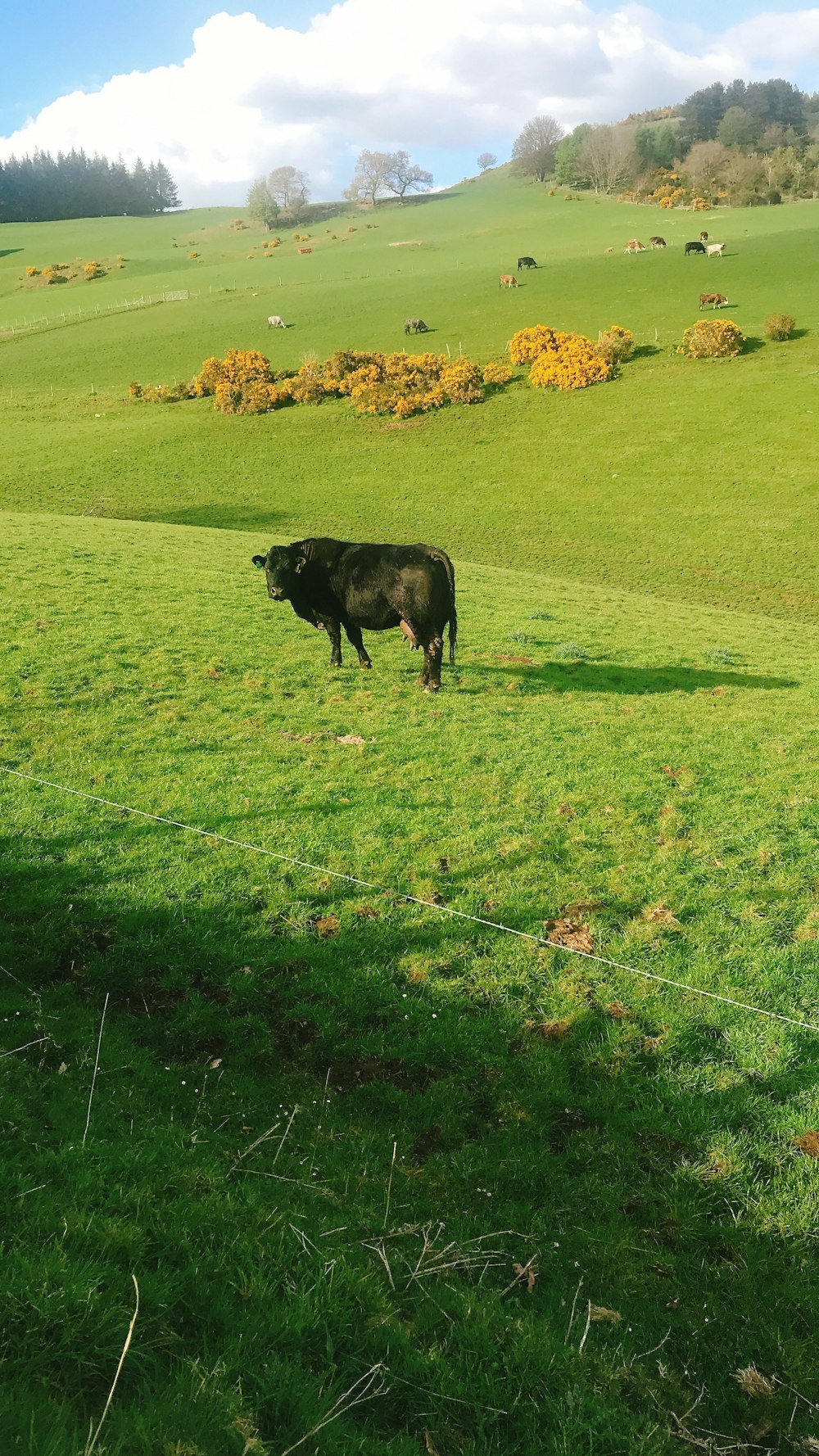 black cow on green grass field during daytime