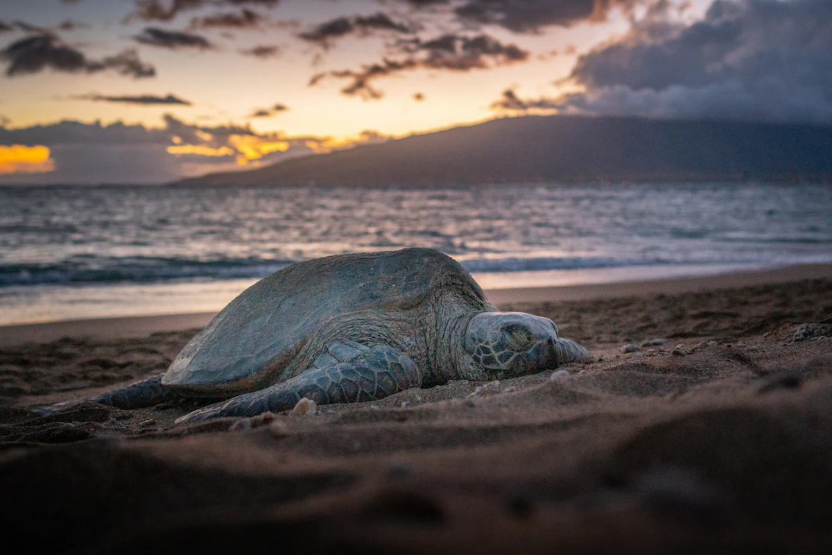 A sea turtle resting on sand at sunset