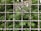 A metal wire fence creates a grid-like pattern in front of lush green foliage. Behind the greenery, part of a wall with faded graffiti is visible.