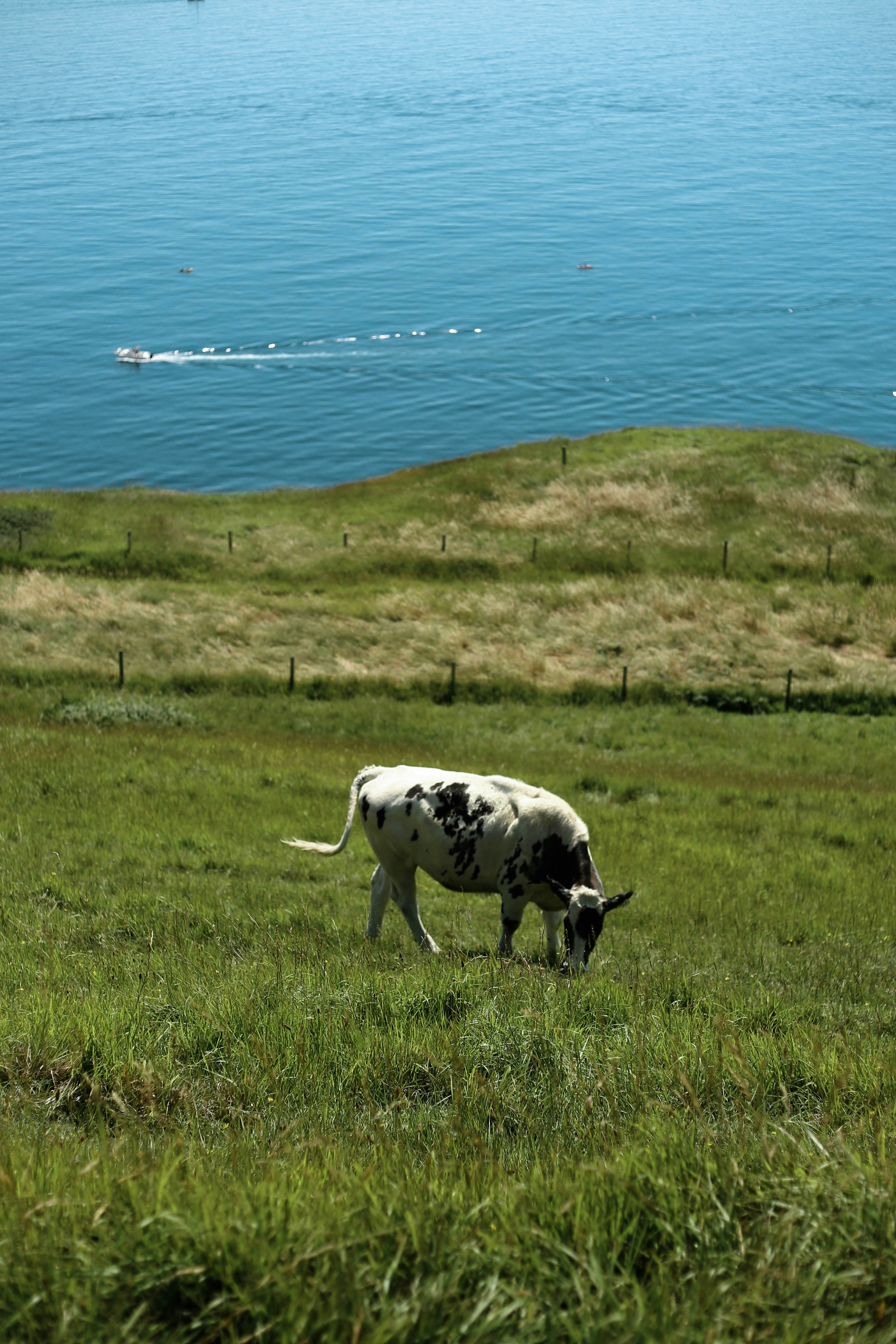 white and black cow on green grass field near body of water during daytime