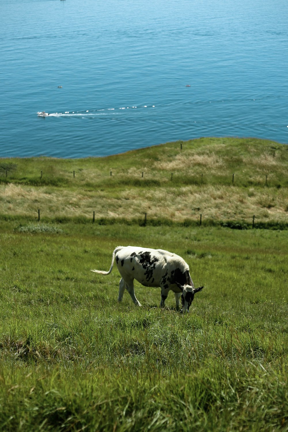 white and black cow on green grass field near body of water during daytime