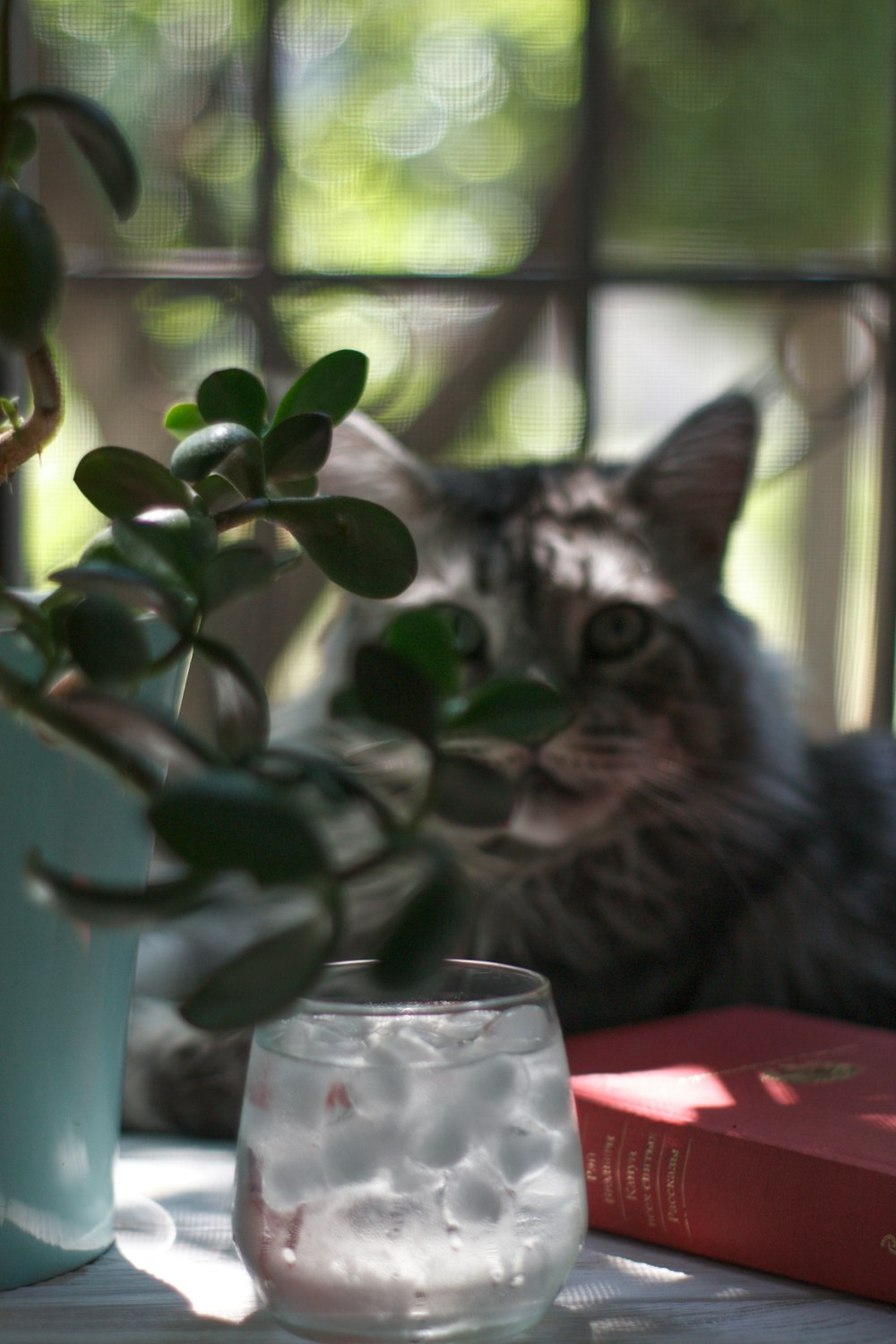 Silver Tabby Katze auf rotem Tisch