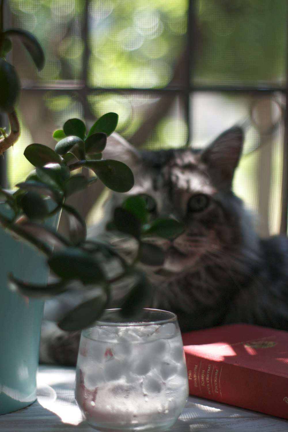 silver tabby cat on red table