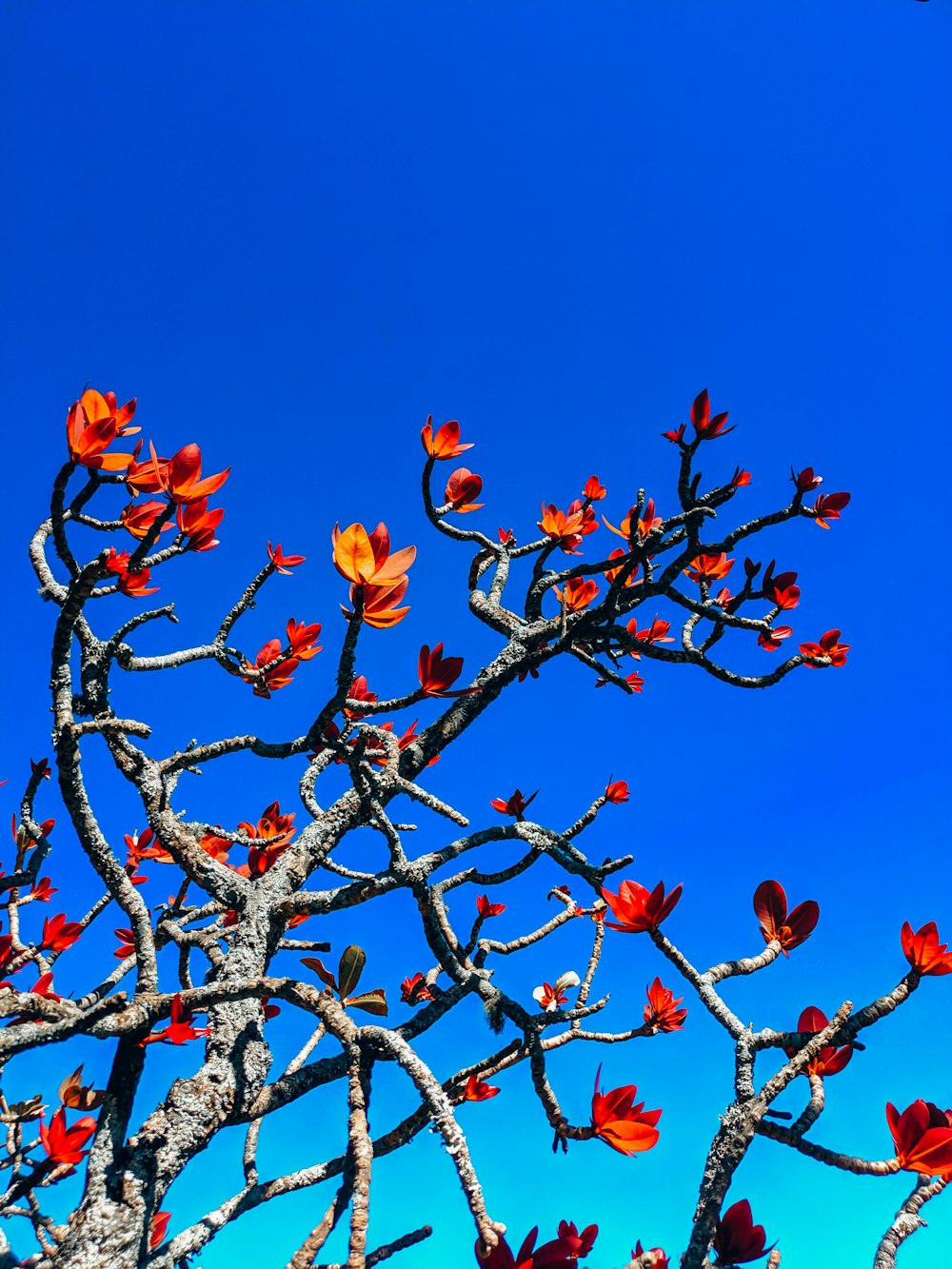 red flowers on brown tree branch during daytime