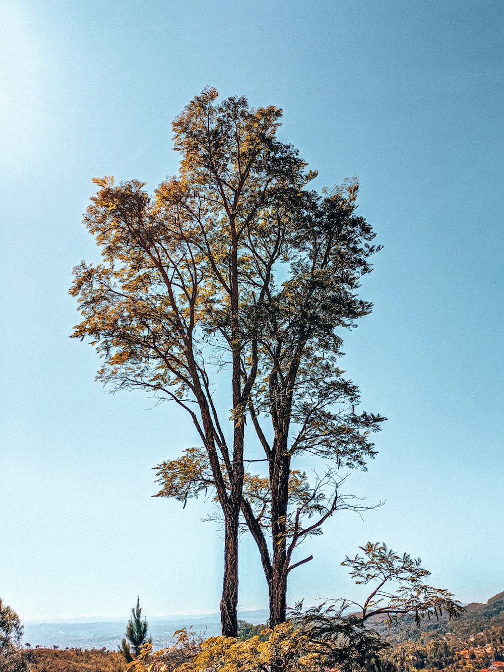 brauner Baum unter blauem Himmel tagsüber