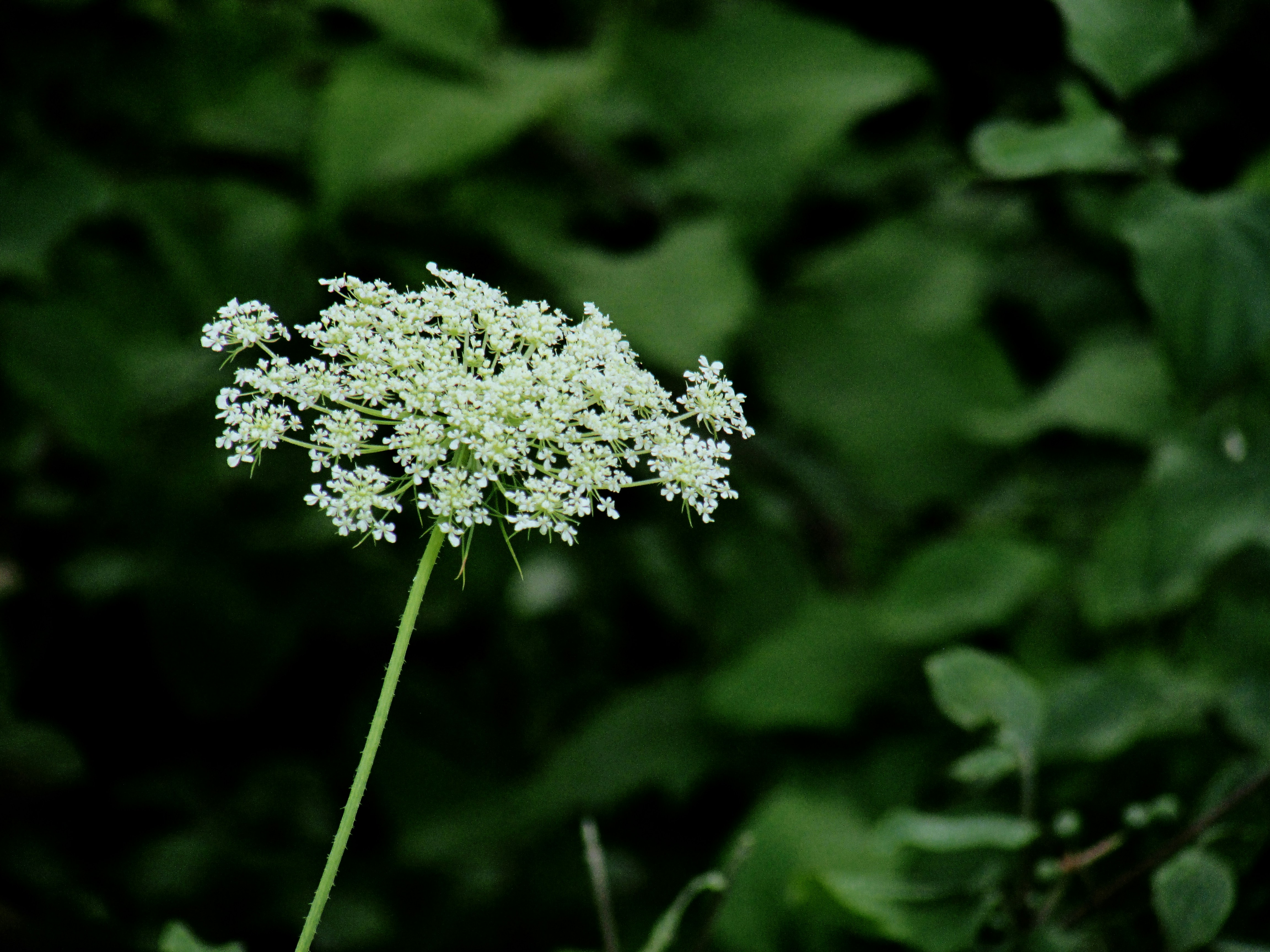 Photo by jgcachafeiro