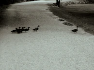 A group of ducks waddling across a muddy path with a backdrop of wildflowers.