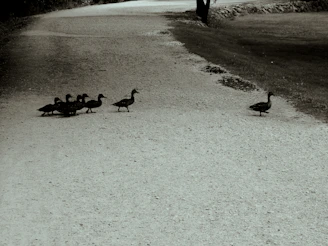 A group of ducks waddling across a muddy path with a backdrop of wildflowers.