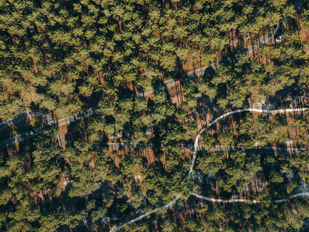 aerial view of green trees during daytime