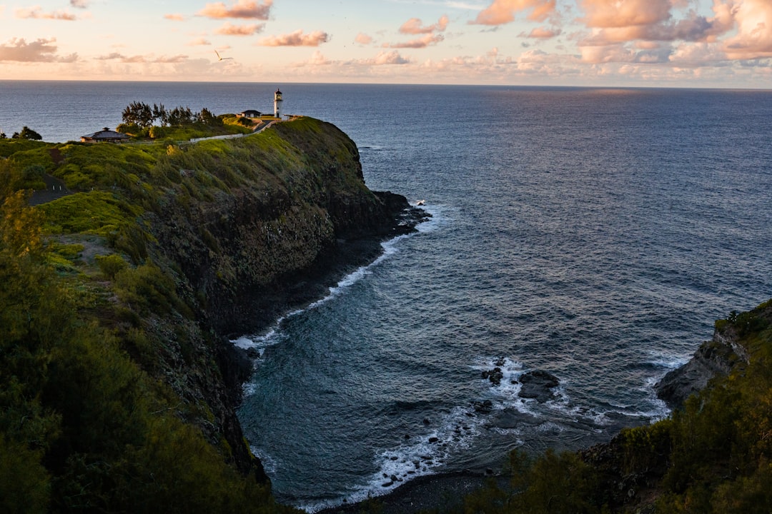 people standing on green grass covered hill by the sea during daytime