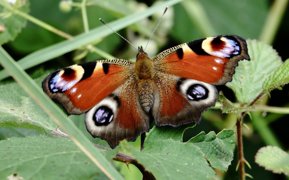 peacock butterfly perched on green leaf