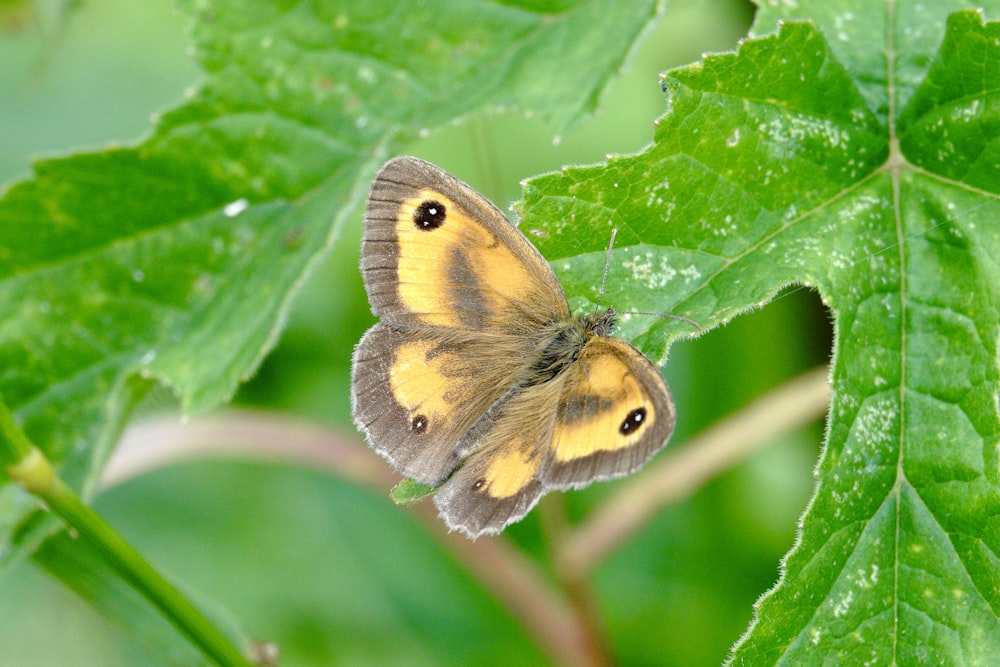 brauner und schwarzer Schmetterling auf grünem Blatt