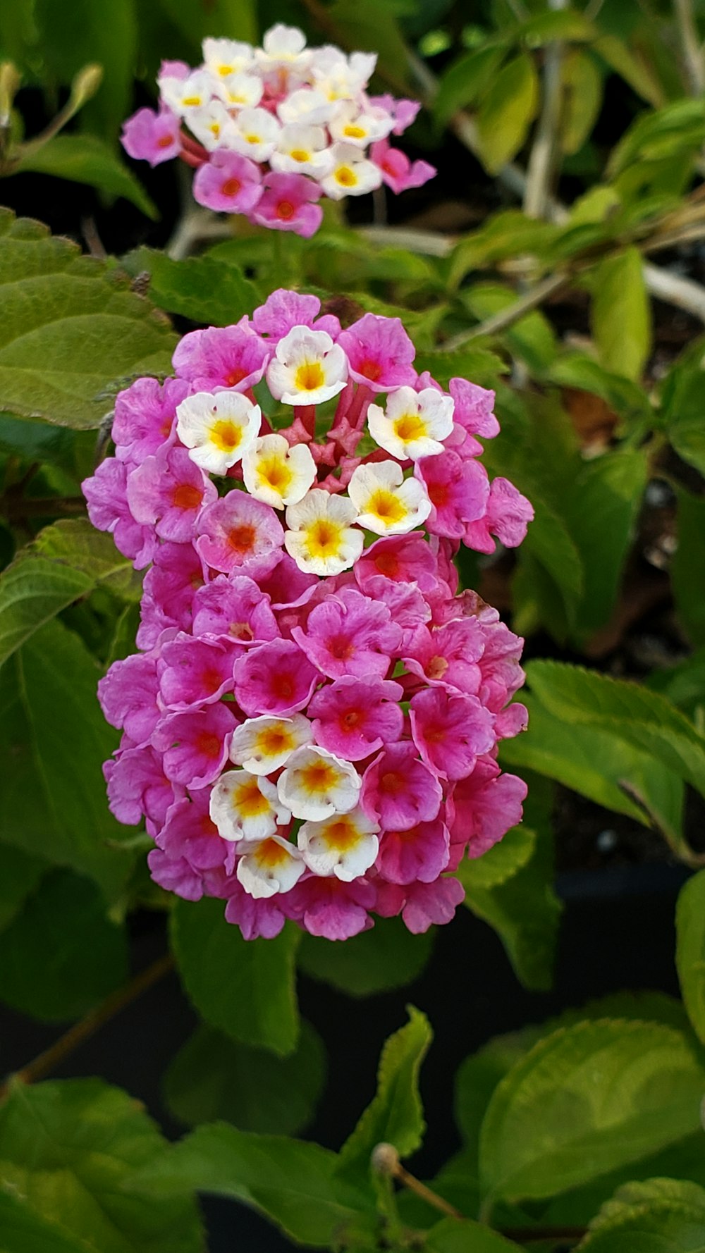 pink flower in macro shot