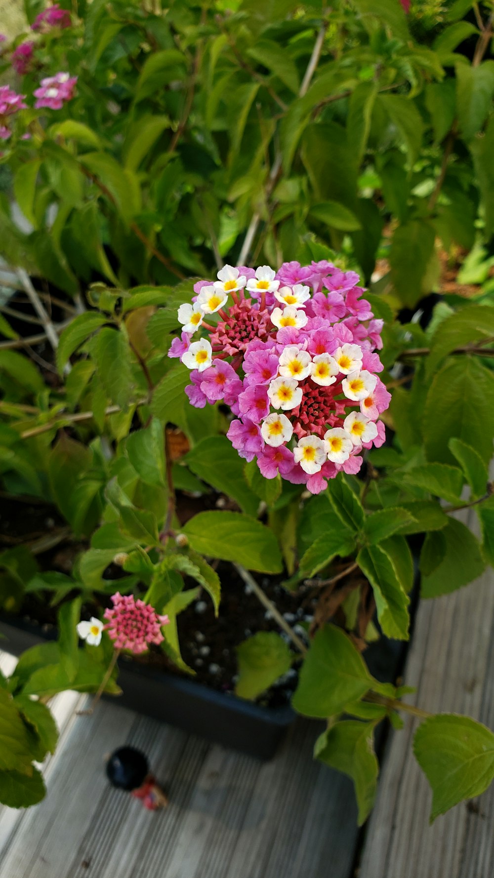 pink and white flower in bloom during daytime