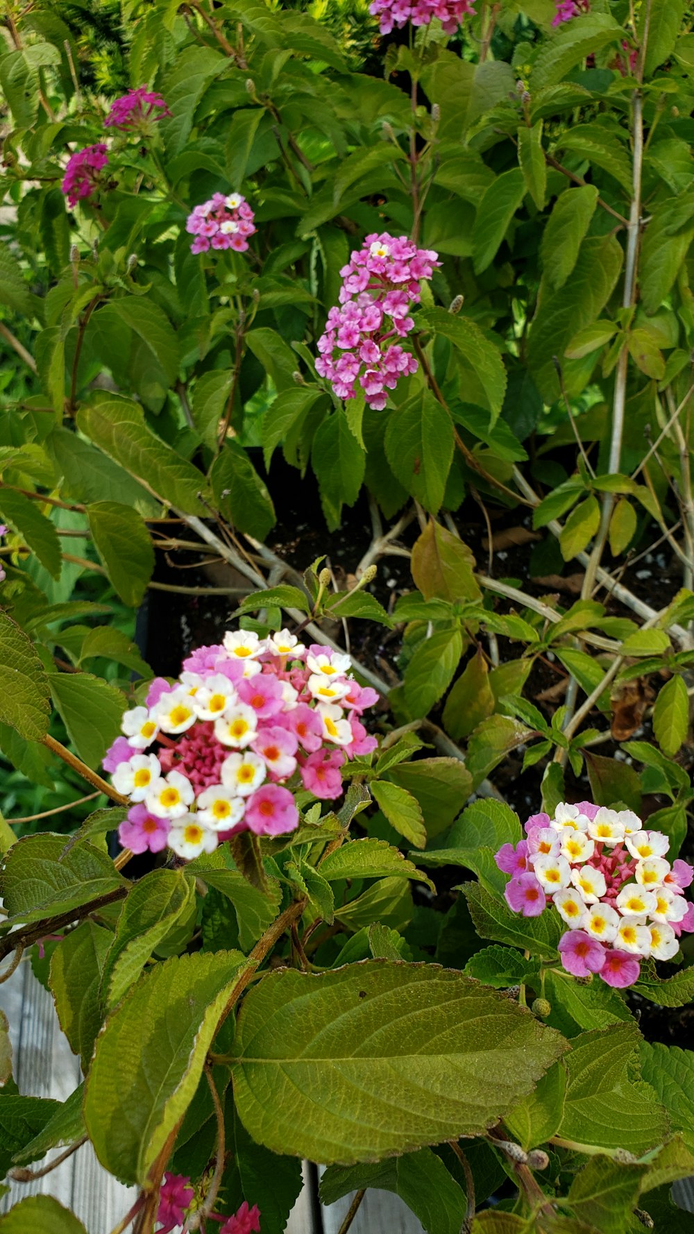 purple and white flower with green leaves