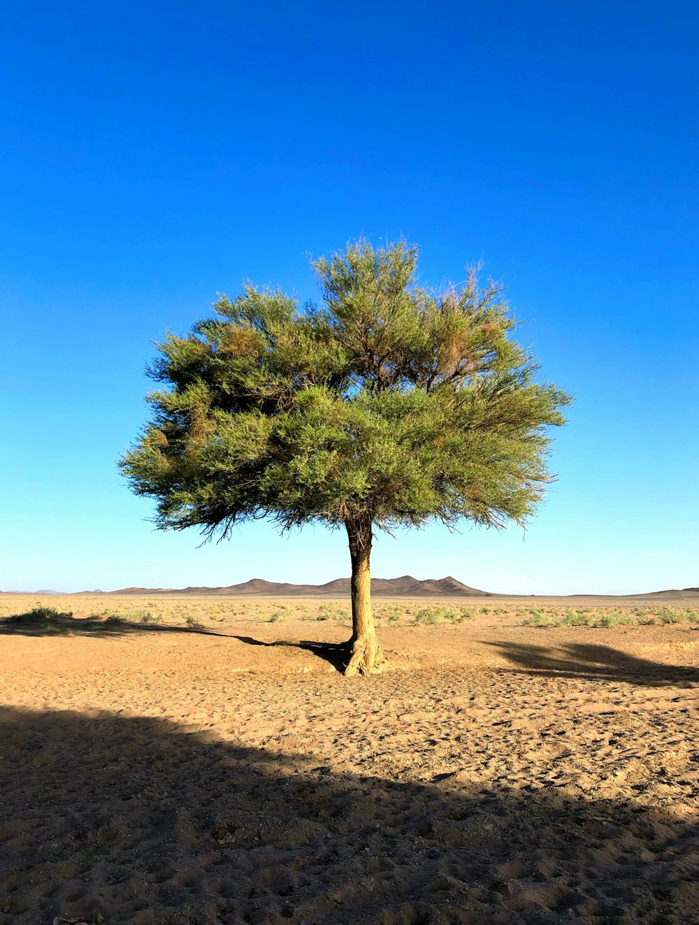 arbre vert sur sable brun sous ciel bleu pendant la journée