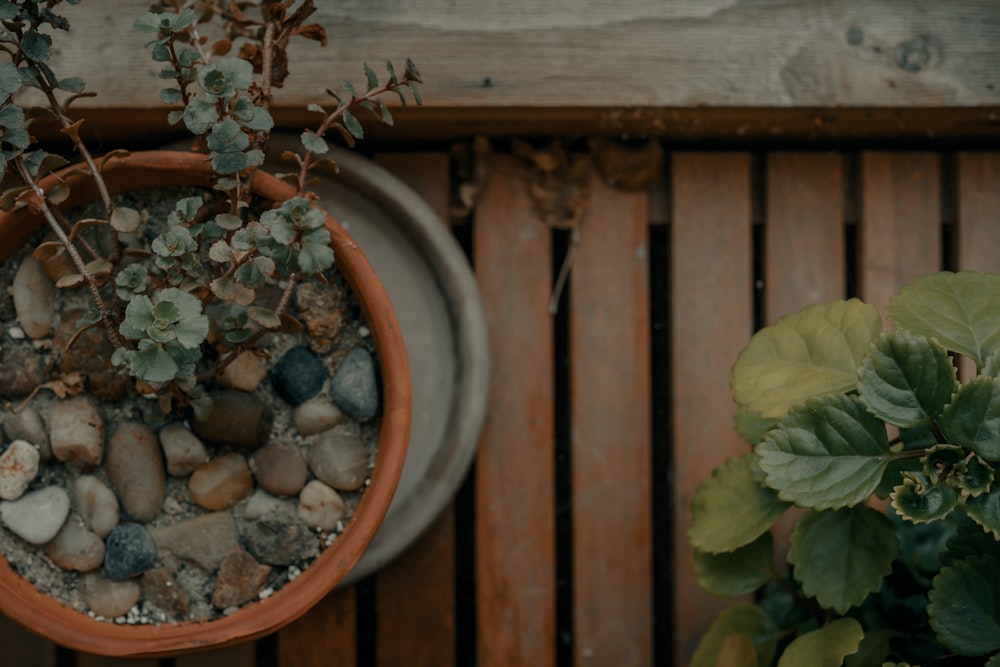 green plant on brown clay pot