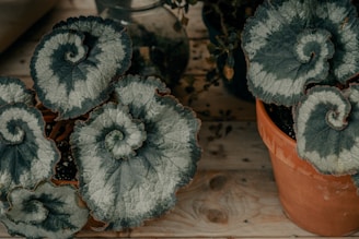 Large, lush plants with spiral-shaped leaves are placed in pots on a wooden surface. The leaves have a unique, textured pattern with varying shades of green.