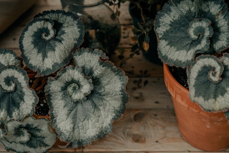 Large, lush plants with spiral-shaped leaves are placed in pots on a wooden surface. The leaves have a unique, textured pattern with varying shades of green.