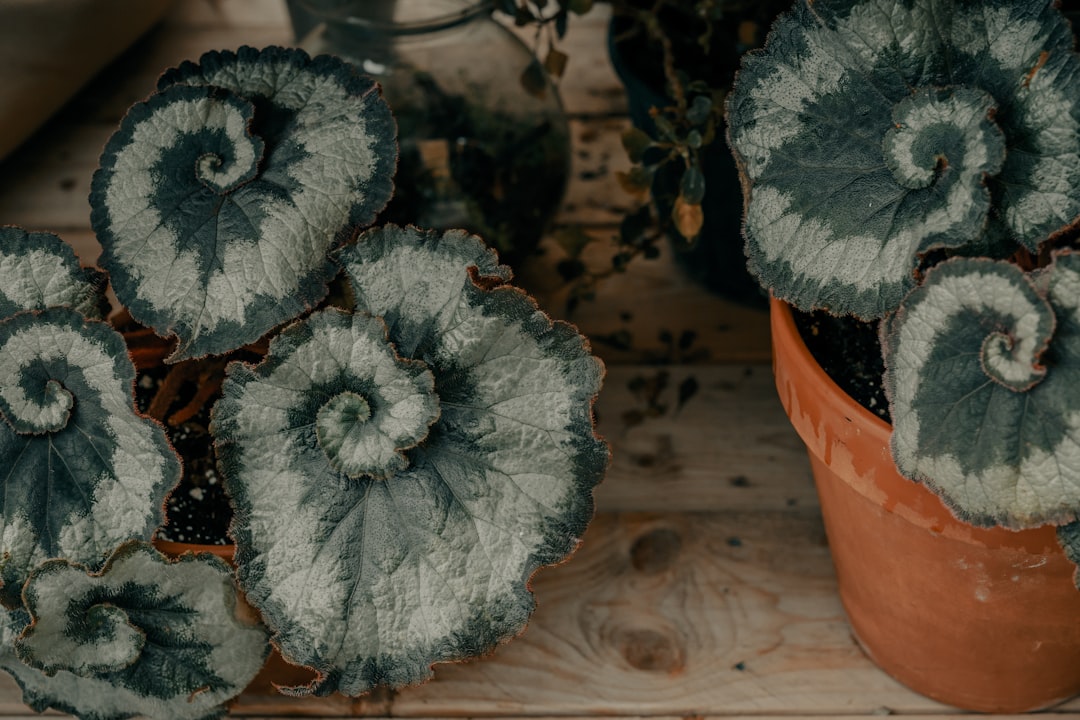 green and white flower in brown clay pot