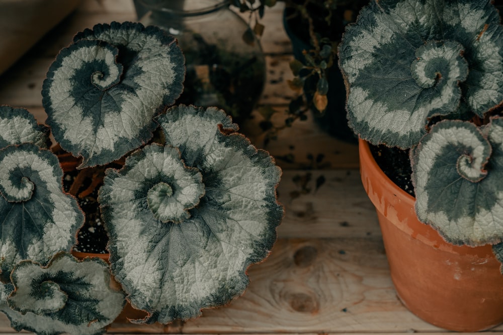 green and white flower in brown clay pot