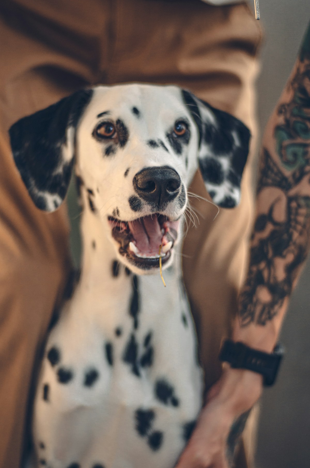 Dálmata com a boca aberta e expressão feliz recebendo carinho do tutor