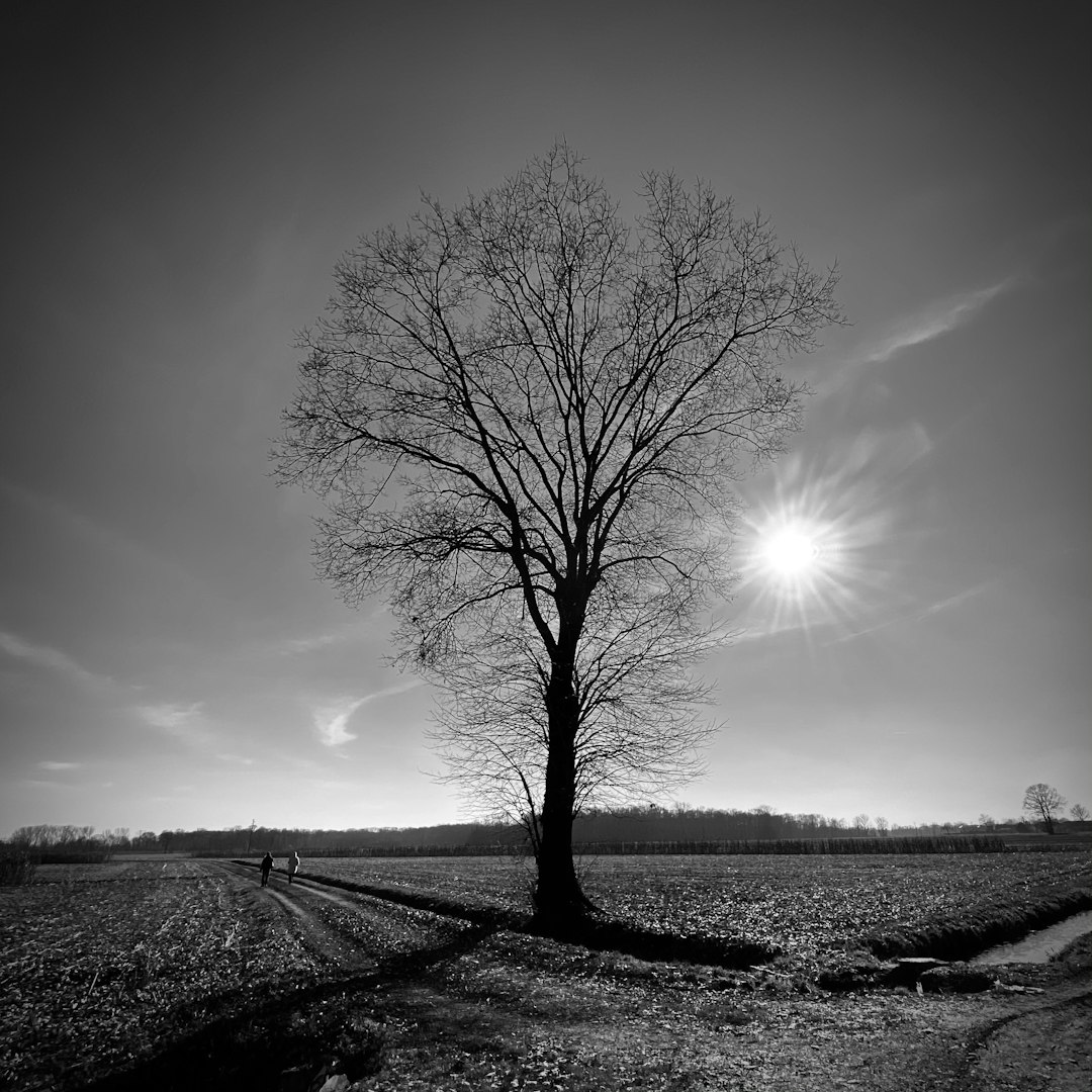grayscale photo of bare tree on field