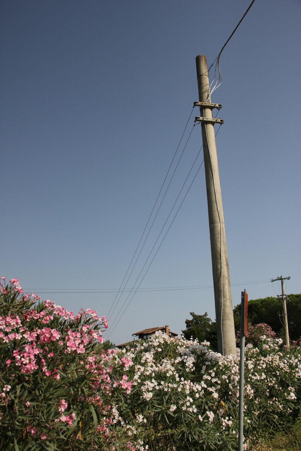 pink flowers near brown electric post under blue sky during daytime