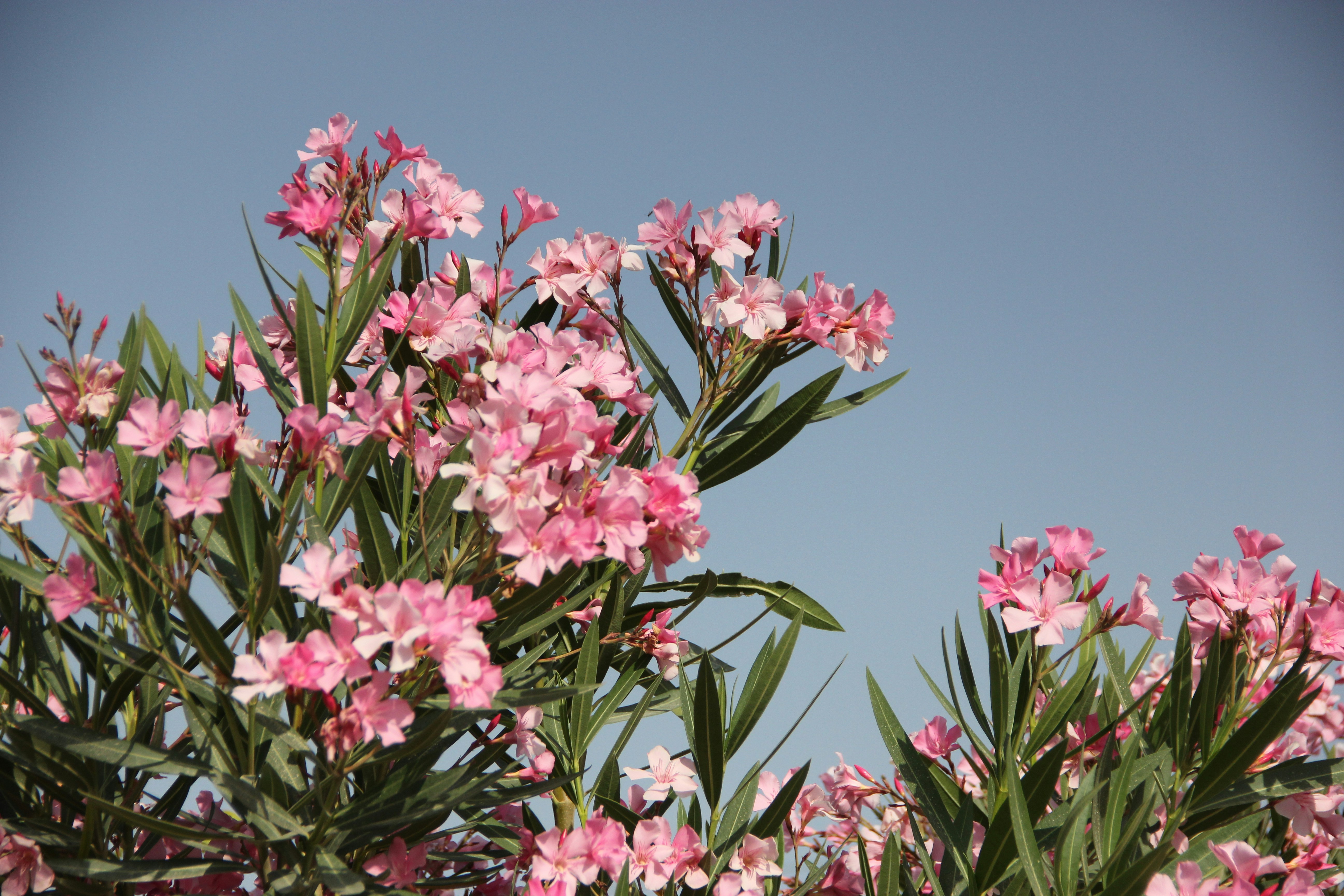 Charming Streets and Unique Artisan Shops