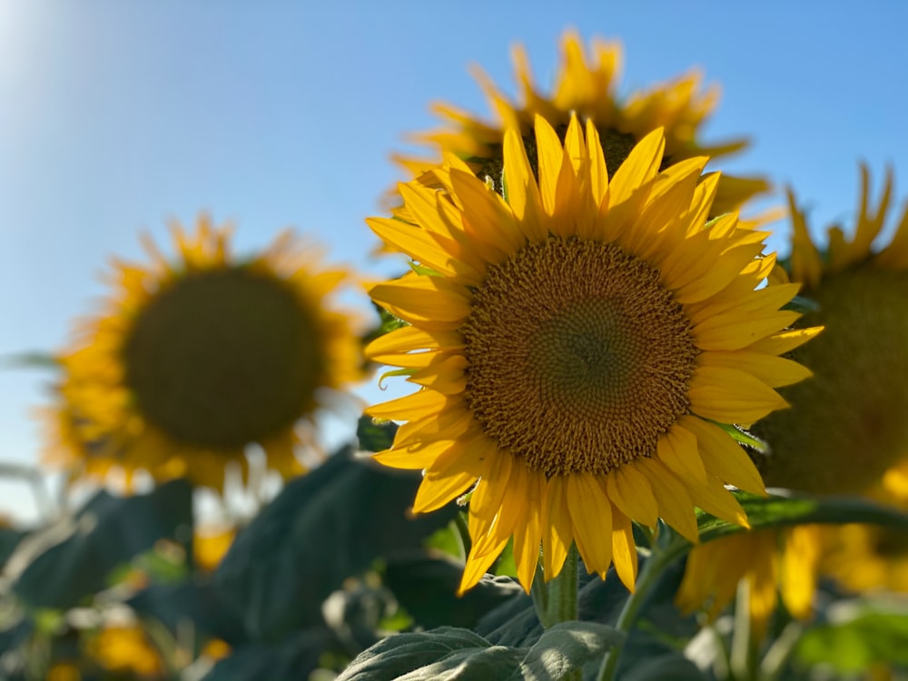 yellow sunflower in close up photography