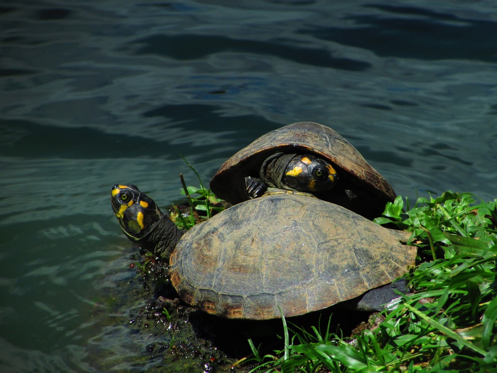 brown and black turtle on water