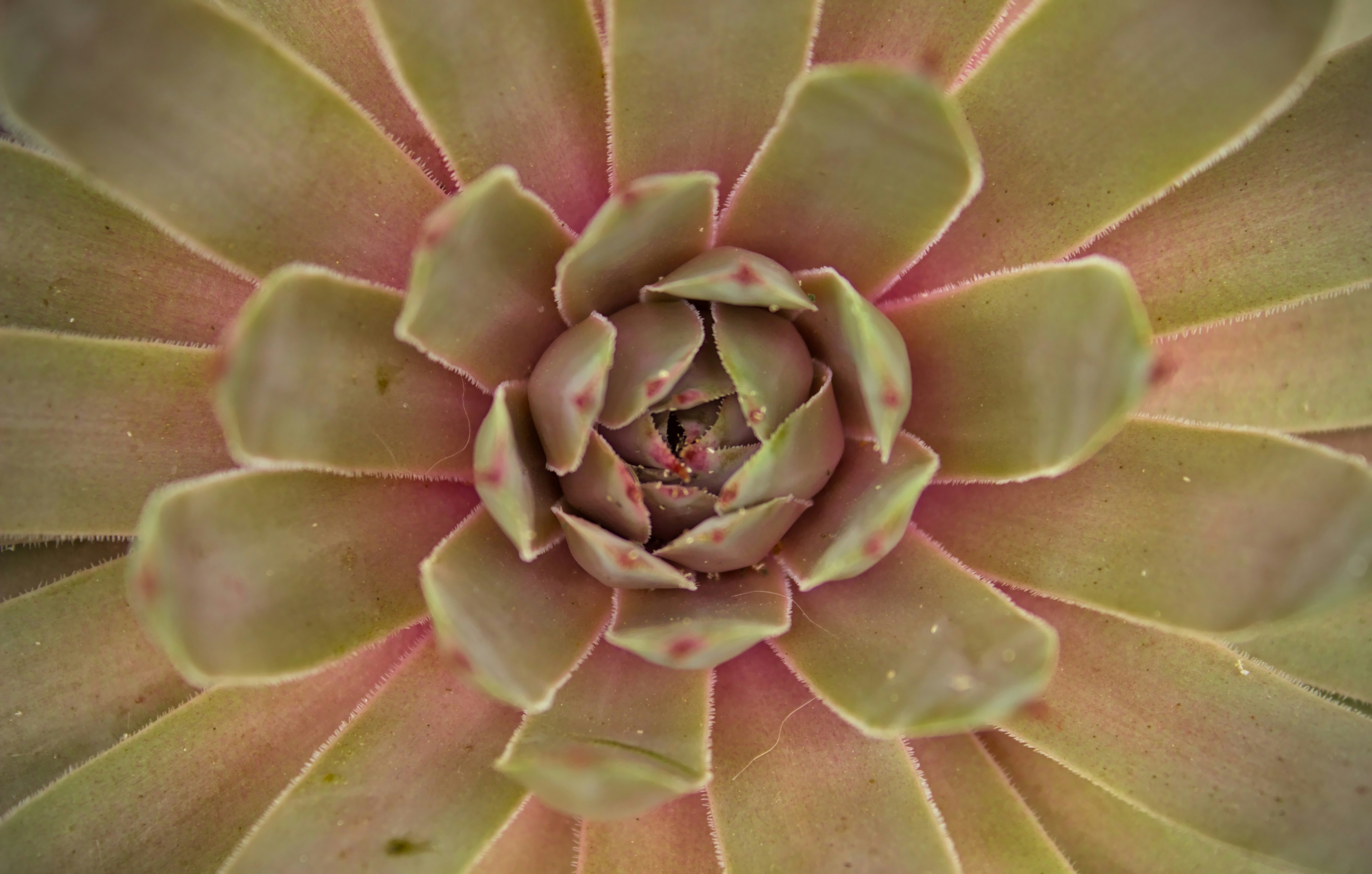 Photo by brunomiguel